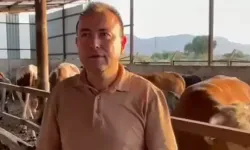 İş İnsanı Dananın Saldırısıyla Hayatını Kaybetti