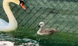 Kuğulupark'ta yeni doğan kuğunun ismi belli oldu!