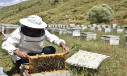 Kuraklık bal üretimini etkiledi