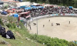 Ayder'de boğa güreşleri devam ediyor