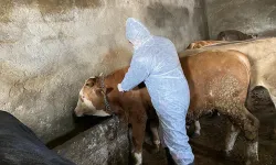 Sivas'ta hayvan pazarları kapatıldı