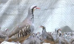 Keklikler Bursa Semalarında