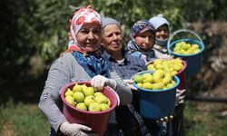 Bunaltıcı Sıcakta İncir Hasatı!