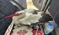 Yaralı halde bulunan leylek tedaviye alındı