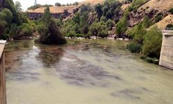 Çayda görülen su samurları kamerada