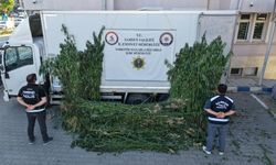 Samsun'da  kenevir operasyonu