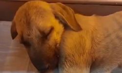 Sivas'ta yavru köpeğe sopayla şiddet!