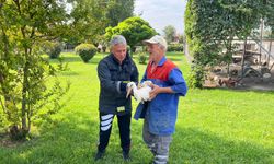 Verandadan düşen leyleği itfaiyeci havada yakaladı