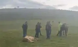 Meraya yıldırım düşmesi sonuc 3 inek öldü