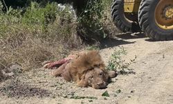 Hayvan Parkı'ndan kaçan Aslan etkisiz hale getirildi!
