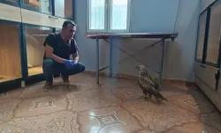 Yaralı halde kızıl şahin bulundu