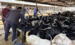 Elazığ'da Hayvan Borsası Kapatıldı