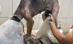 Mamak’ta Köpeğe Tecavüz İddiası!