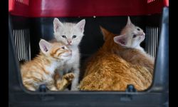 ABB’nin Kedi Projesine Tepki: “İhtiyaç Değil, Gösteriş!”