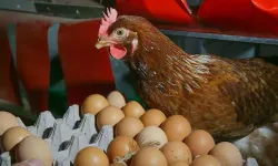 Yumurta Krizi Büyüyor: Vaka Sayısı 318'e Yükseldi!