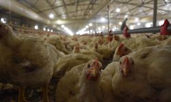 Sıcaktan bunalan tavukları buzlu Suyla serinletiyor