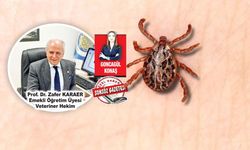 Ekolojik denge bozuldu, kene sayısı arttı