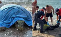 Tekne Pervanesi Çarpan Yaralı Caretta Caretta Kurtarıldı