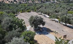 1316 Yaşındaki Anıt Zeytin Ağacı Yıllara Meydan Okuyor