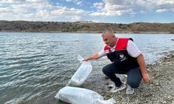 Çankırı'da iç sularda 626 bin sazan yavrusu!