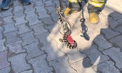 Evin bodrumuna giren yılanı itfaiye ekibi yakaladı