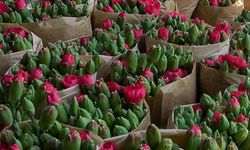 Isparta'dan Avrupaya Karanfil İhracatı