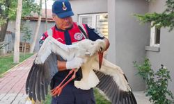Yaralı bulunan leyleğin tedavisi yapıldı