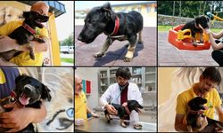 Zifte saplanmış bulunan köpek yavrusunu kurtardılar