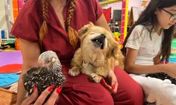 Ankara’da Sokağa Atılan Görme Engelli Köpek Yeni Ailesini Buldu