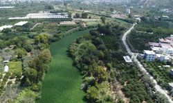 Asi Nehri'nde su sümbülleriyle kaplandı
