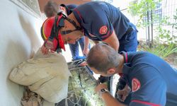 Avcılar'da havalandırma boşluğuna düşen kedileri kurtardılar