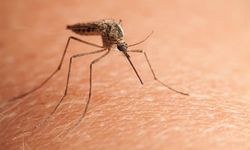 Çin'de 'chikungunya' virüsü için alarm verildi!