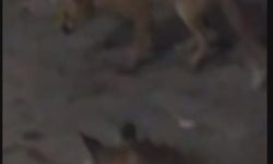 Eliyle beslediği tilki bu kez yavrusuyla geldi