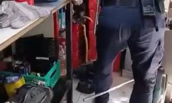 İş yerine yılan girdi