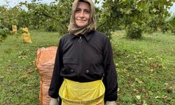 Ordu'da yeşil altın hasadı başladı