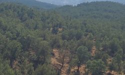 Şırnak'ta ormanda yangın!