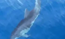 Alanya'da yunuslar tekneye eşlik etti