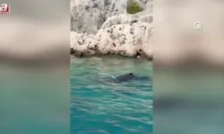 Kurtarılan balina yavrusu denize bırakıldı