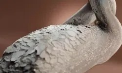 Sanex Reklamı Irksal Stereotip Gerekçesiyle Yasaklandı