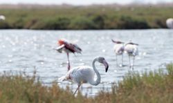 İzmir'de flamingo yolunda renkli görüntüler!
