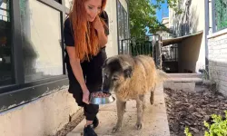 Obez köpek Duman, 20 kilo verdi