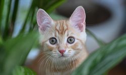 ‘Kedi ya da köpek tüyünden insan ölmez'