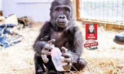 Yavru Goril “Zeytin” için hayvanseverlerden “acil iade” çağrısı