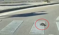 Karşıdan karşıya geçmek için yaya geçidini kullandı
