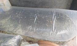 Çernek Gölü'ne 6 bin yavru sazan bırakıldı