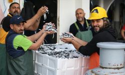 Karadeniz'de hamsi bolluğu yaşanıyor
