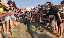 469 caretta caretta yavrusu, denizle buluştu