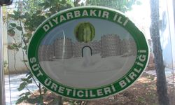 Diyarbakır'da 76 dev karpuz, yarışma öncesi korunuyor!