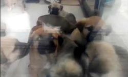 Doktorun Köpekleri Öldürme Davasında Tutukluluk Kararı