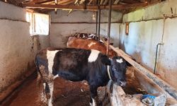 Hisarcık'ta şap karantinası başladı